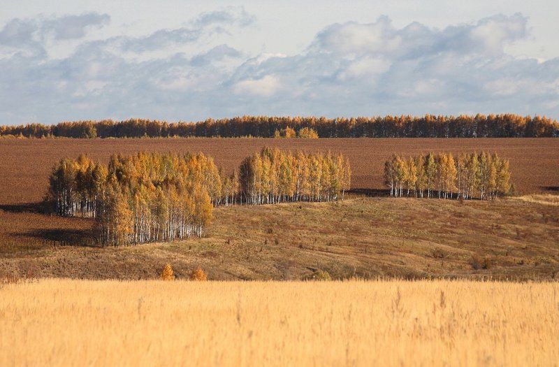 осень, октябрь, посадки, поля, 100-300мм Березовые посадки, октябрь фото превью