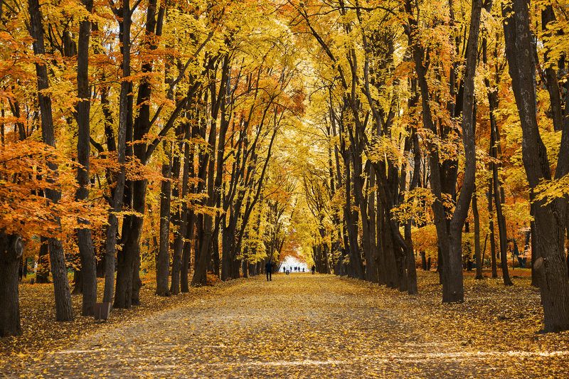 воронеж,осень Осеньphoto preview