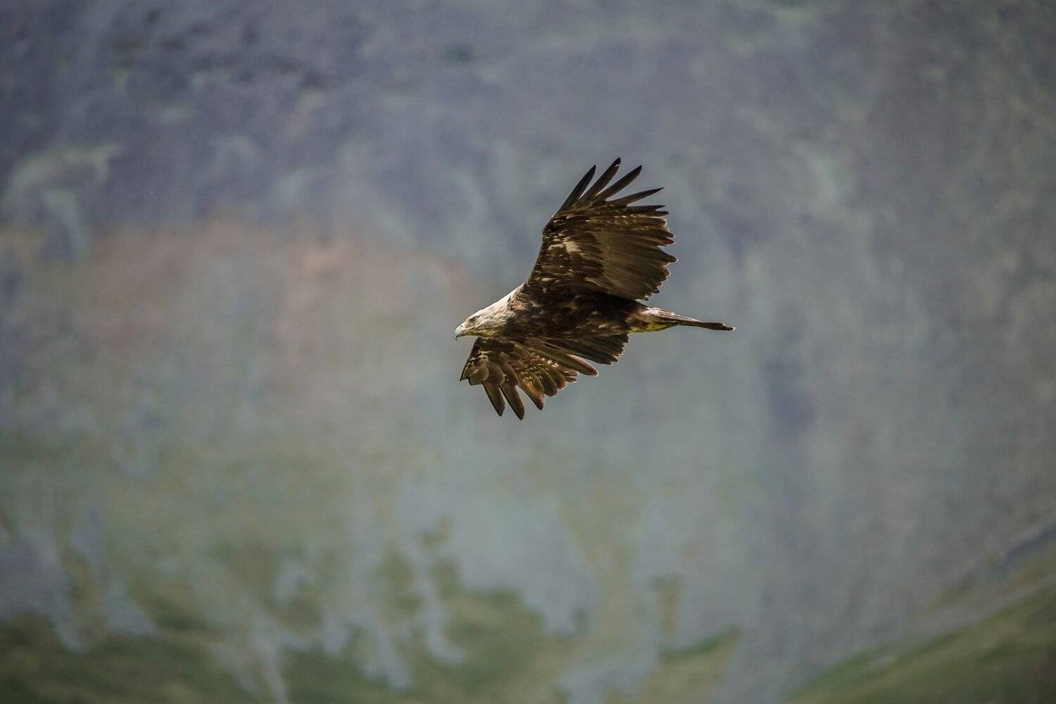 горы, Кавказ, Карачаево-Черкесия, склон, птица, хищник, могильник, солнечный орёл, парит, полёт, крылья, ветер, высота, лето, Aquila heliaca, патруль , Ксения Соварцева