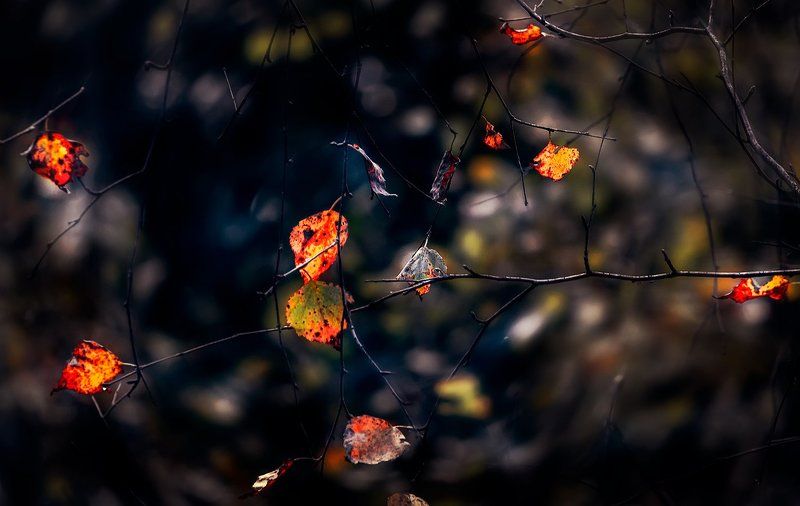 осень, листья Осенняяphoto preview