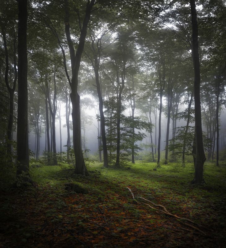 лес, туман, осень, деревья,  Обиталище медведя.photo preview