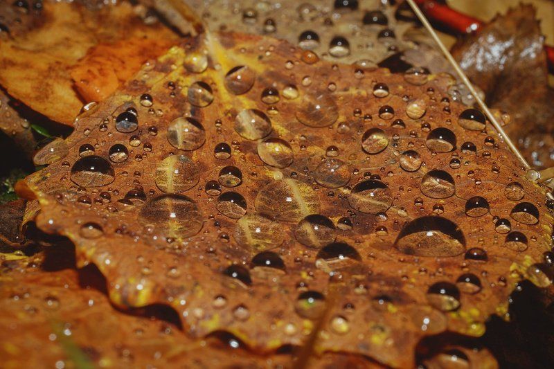 печора,коми,макро,дождь,капли Макроосеньphoto preview