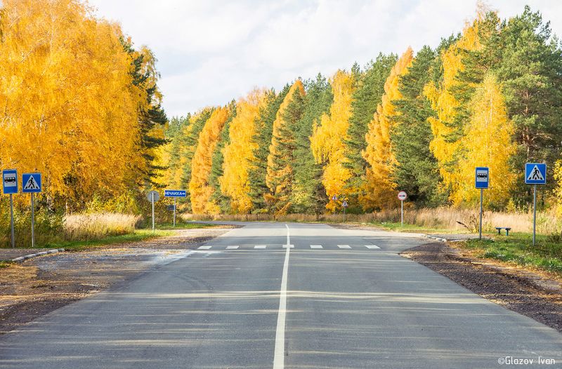 Осень выделит лиственницу из игольчетых деревьев)photo preview