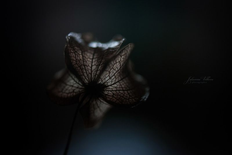 макро, физалис, растения, природа Физалис в электрическом светеphoto preview