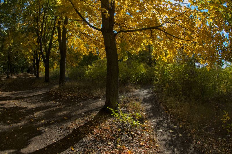 осень,утро,парк,тропинки Парковая, осенняя ...photo preview