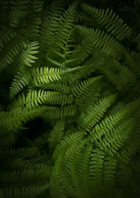 Сокрытое в теняхphoto preview