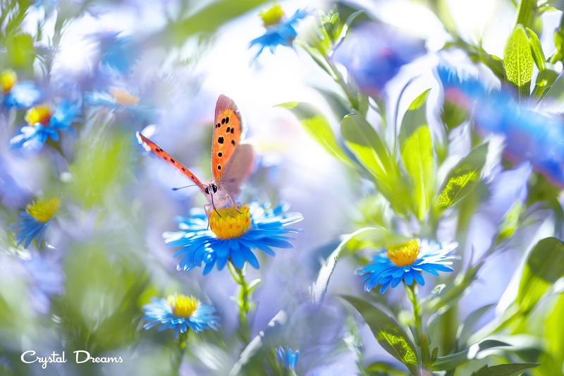 crystal dreams, macro, summer, color, art, nature, butterfly My flower skyphoto preview