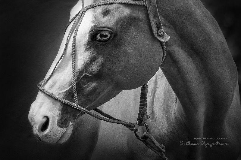 horse, лошадь, лошади, polo, details настроениеphoto preview