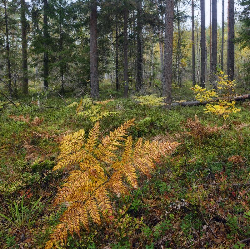 лес папоротник осень Ждёмс...photo preview