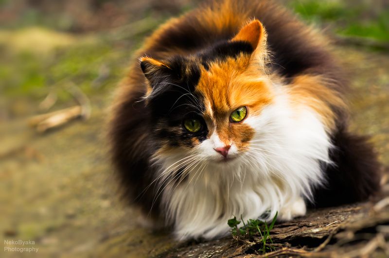 кошка, животные, cat, animals, Кассандраphoto preview