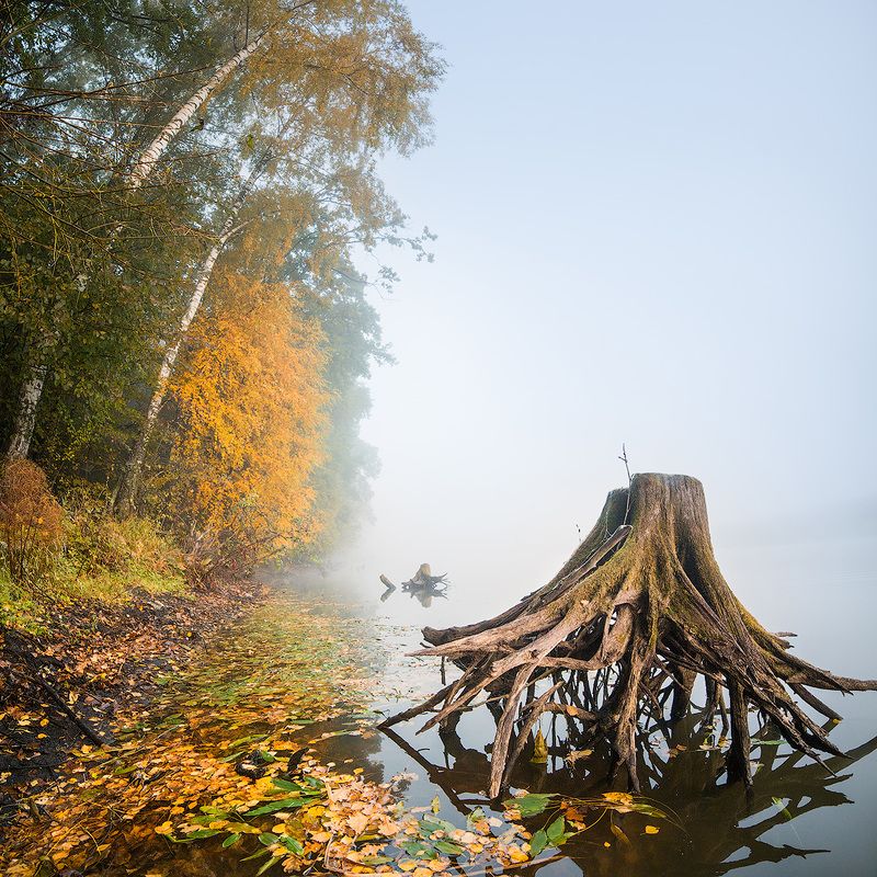 туман, утро, коряга, пень, пейзаж, золотая осень, озеро, вода, tress, morning, autumn, fog, haze Туманное утро в сентябре фото превью