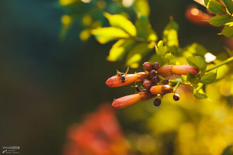 оса, лето, теплота, солнце Пчёл или ос )photo preview