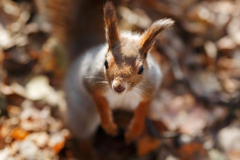 лесной жительphoto preview