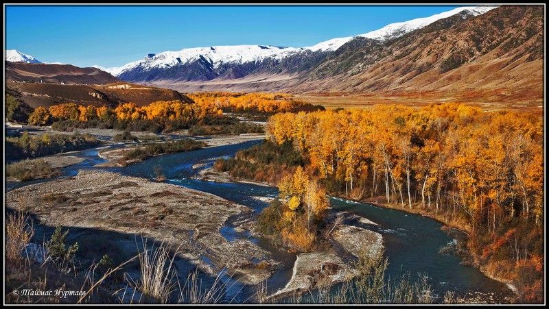 осень,береза БЕРЕЗЫ КАИНДЫphoto preview