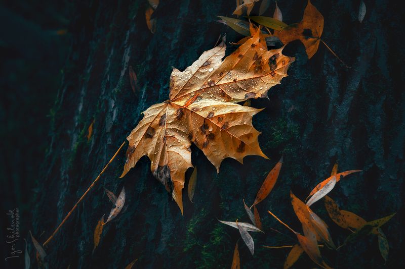 После дождяphoto preview