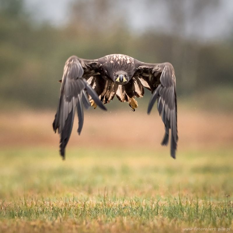bielik , Haliaeetus albicilla, bird, bird of prey Bielik - Haliaeetus albicillaphoto preview