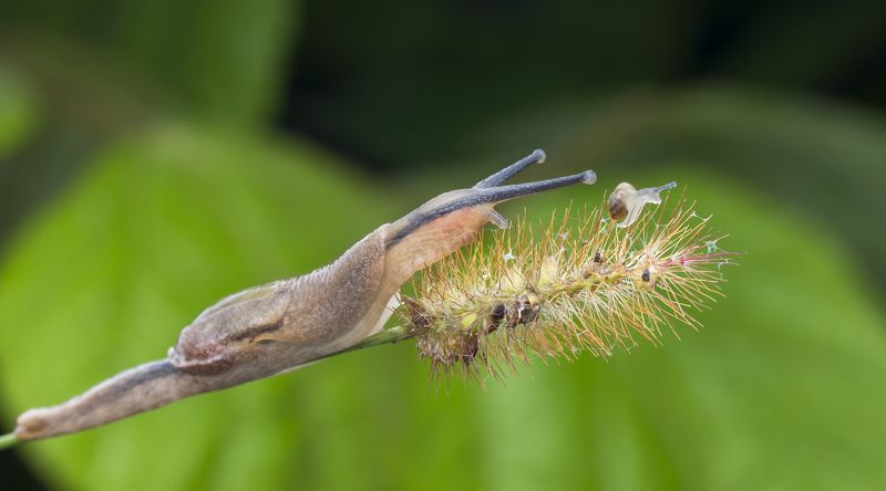 #macro#snail#ant#colors Come And Catch Me !photo preview