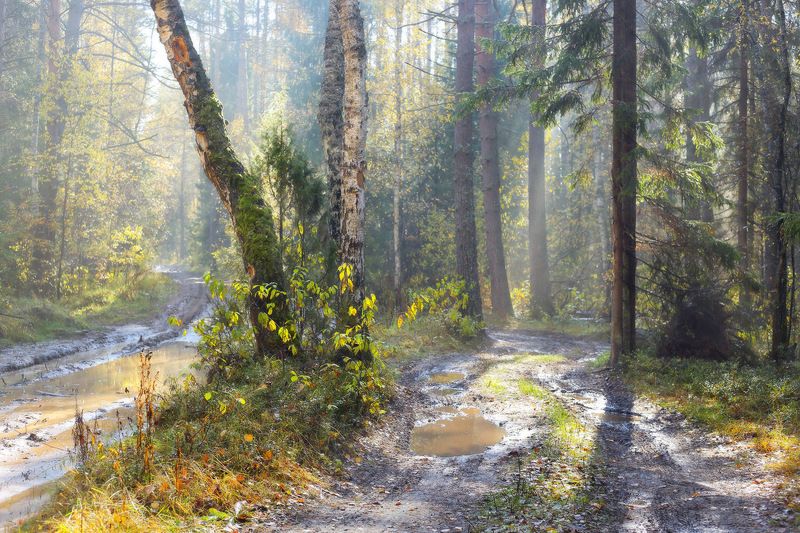 осень лес дороги свет Осенний этюдphoto preview