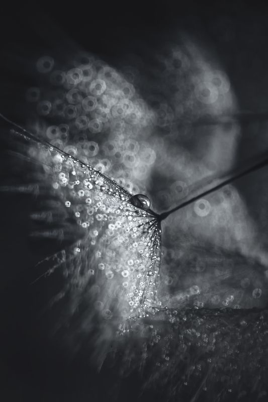 water, macro, light, drops, drop, dandelion, droplet, dandelion seed,droplets, капелька, вода, макро, свет, капли, одуванчик, капельки, black and white, bokeh, dof, ring bokeh, backlight ./photo preview