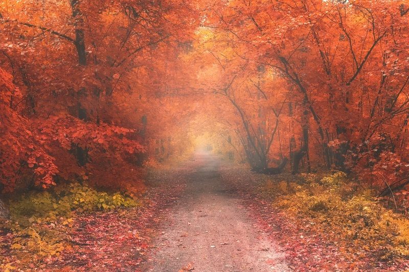 осень, лес, дорога, утро Дорога через осеньphoto preview