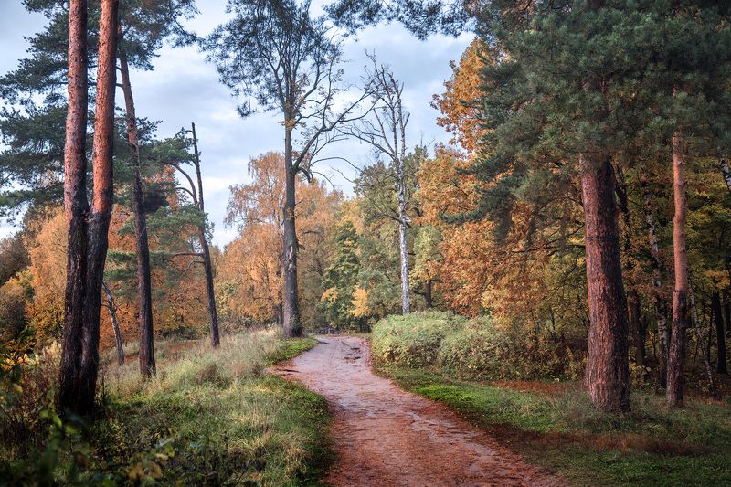 осень, парк, измайлово, сосны, В осеннем лесуphoto preview