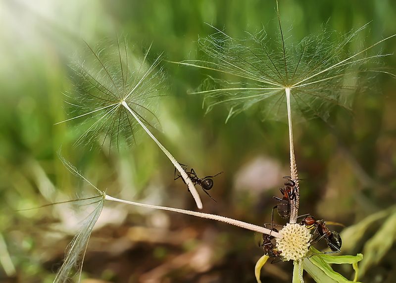 муравьи,макро, Первый пошелphoto preview