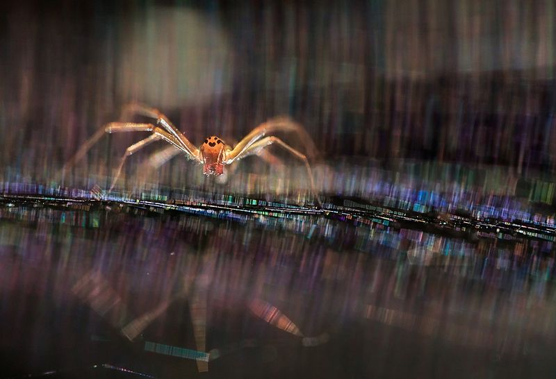 паутина, паук Антиподыphoto preview