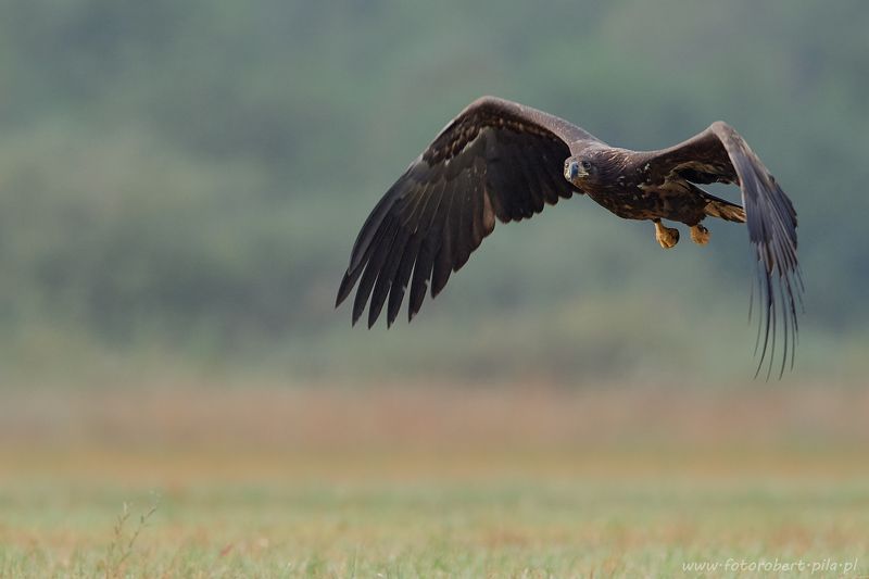 bielik, Haliaeetus albicilla  bielik, birkut (Haliaeetus albicilla)photo preview