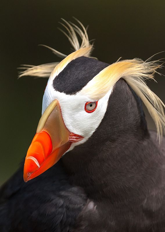 Косы на ветруphoto preview