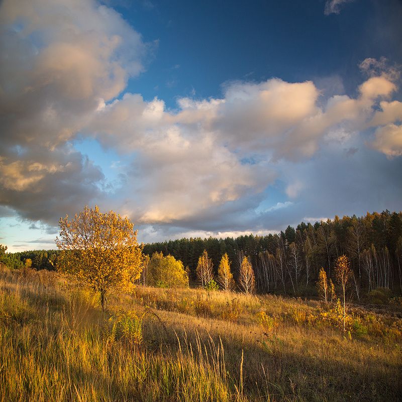 осень, золотая осень, березы, облака, небо Дыхание осени фото превью