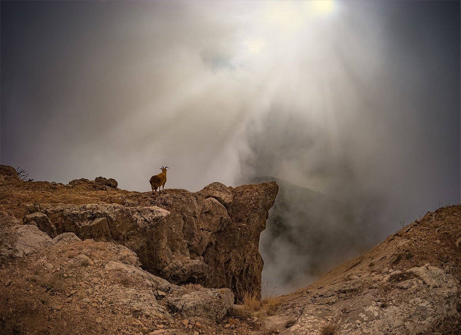 "Просветление". Автор: Макс пейзаж, коза, лучи, Макс