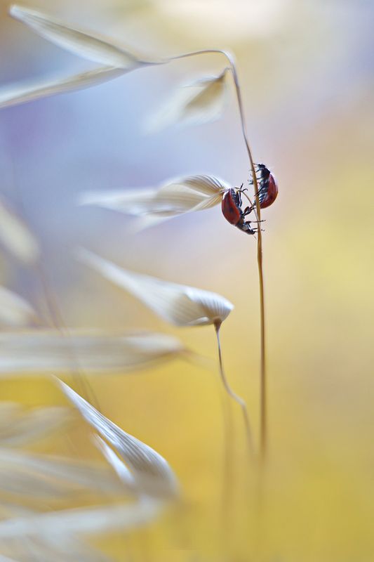 божья коровка, жук, насекомое, макро, природа, боке, пецваль Инь и Яньphoto preview