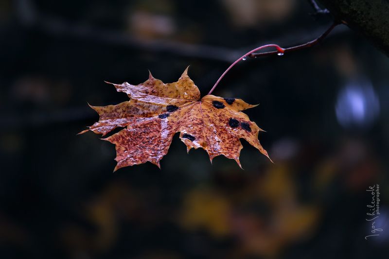 осень, листья Рыжий лист кленовыйphoto preview