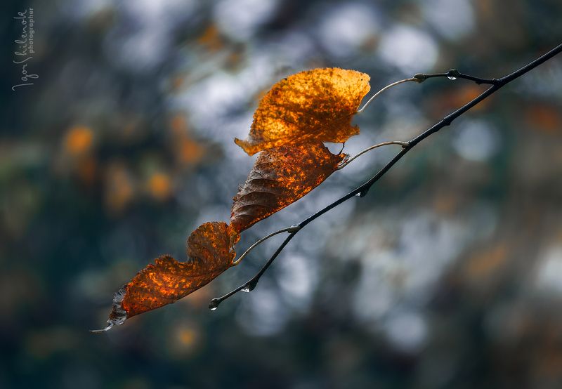 осень, листья Есть в осени первоначальной Короткая, но дивная пора ...(Ф. Тютчев)photo preview