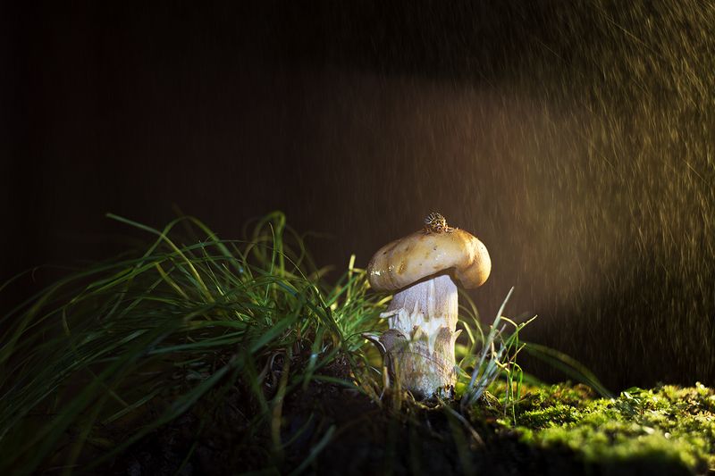 Маленький грибник...photo preview