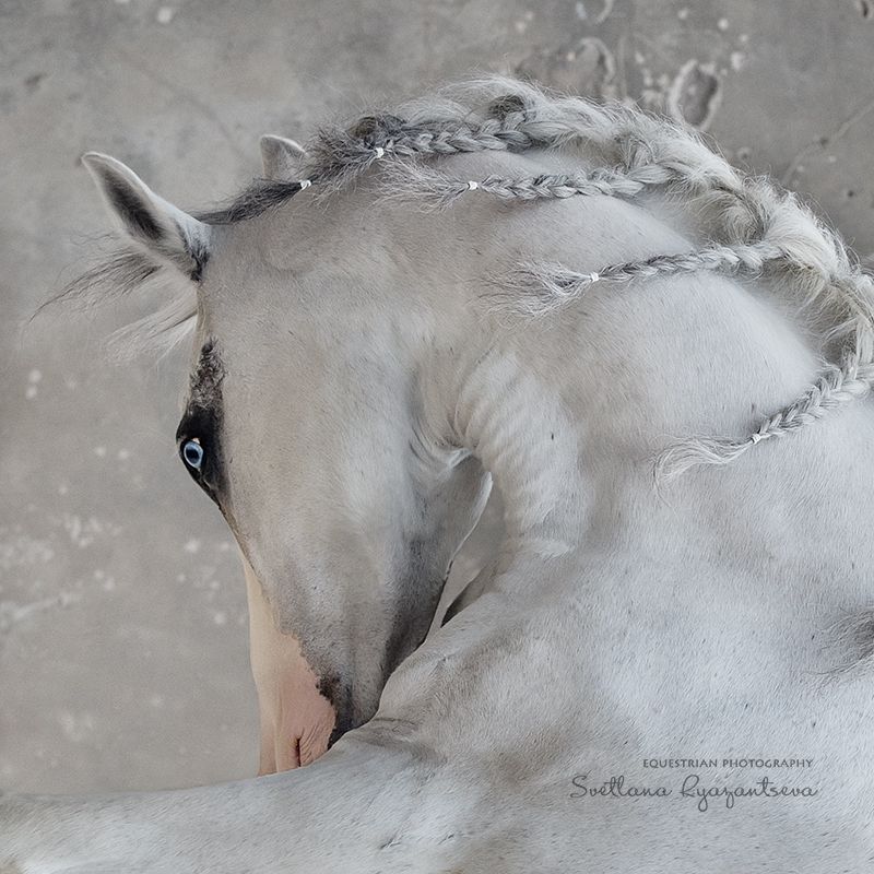 horse, лошадь, лошади, details, portrait expressionphoto preview