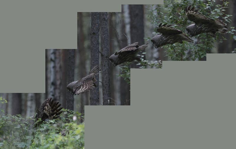 5 кадров в секундуphoto preview