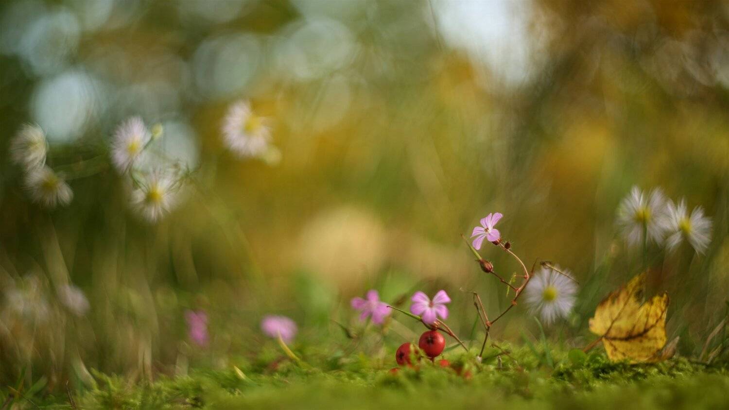 *****. Автор: Эдуард Колобошников , Эдуард Колобошников