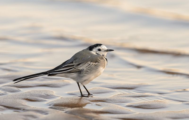 белая трясогузка белая трясогузкаphoto preview