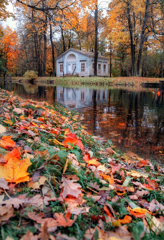 на ковре из желтых листьевphoto preview