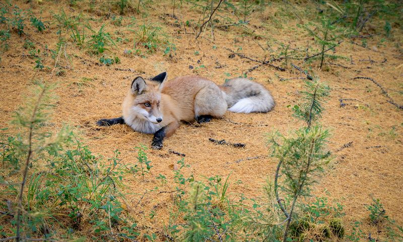 Лиса.Случайная встреча.photo preview