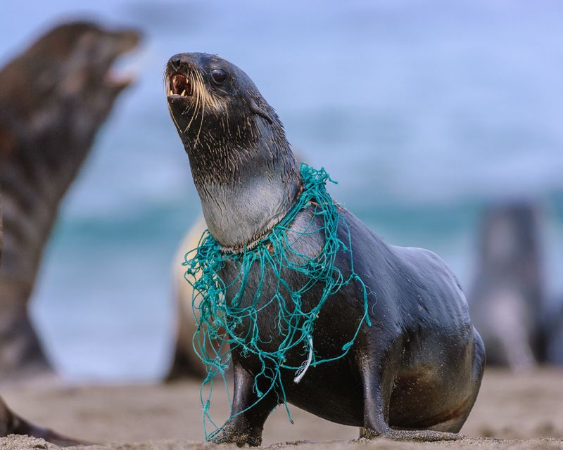 северный морской котик Люди ! За что ?photo preview