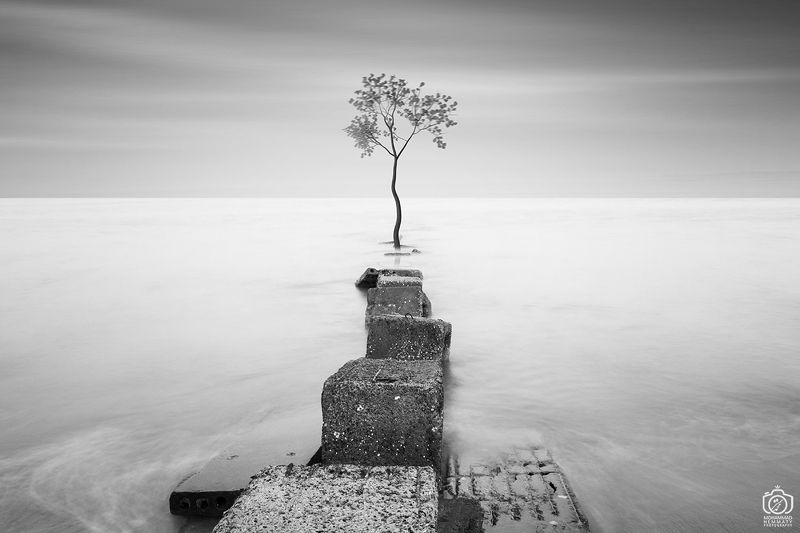 longexposure,photo,photography,tree,fineart,dream,sky,sea,canon,canon80d,canonphotography,blackandwhite,nature,clouds Tree and Seaphoto preview