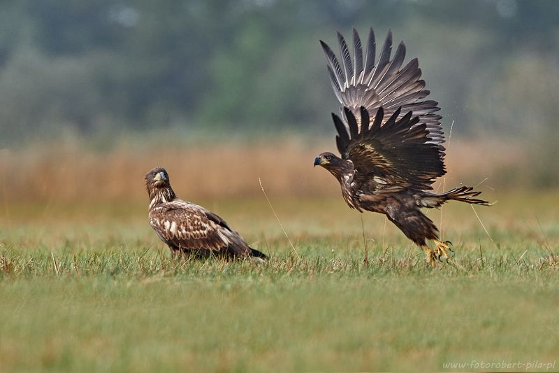 bielik, Haliaeetus albicilla  bielik, birkut (Haliaeetus albicilla)photo preview