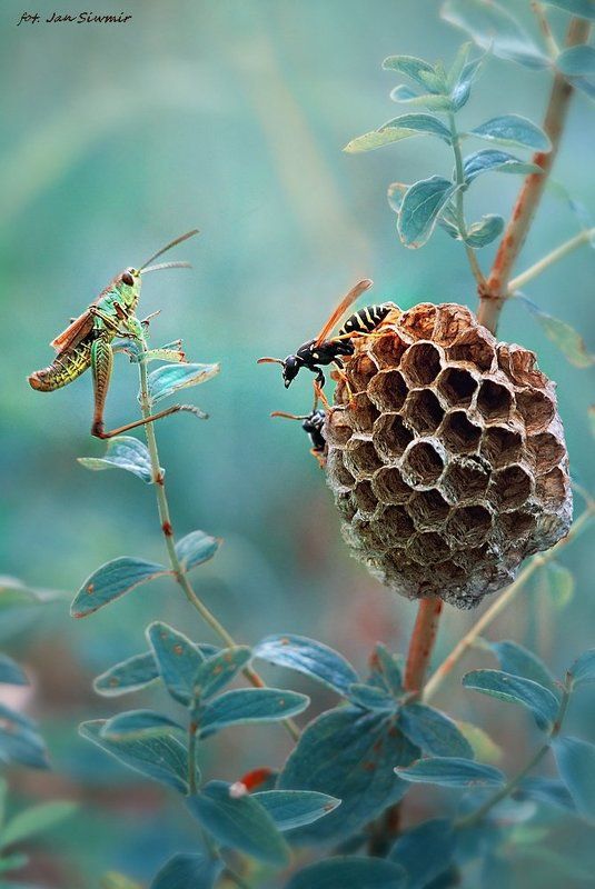 Welcome to my fairy tale.photo preview