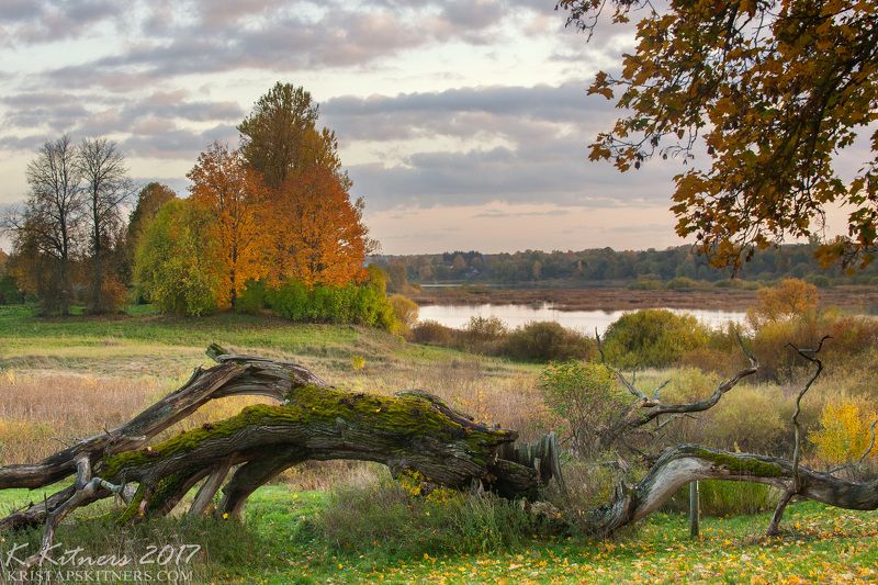 river branch grass field bush autumn tree leaf fevening sky clouds Autumn And Fallen Treephoto preview