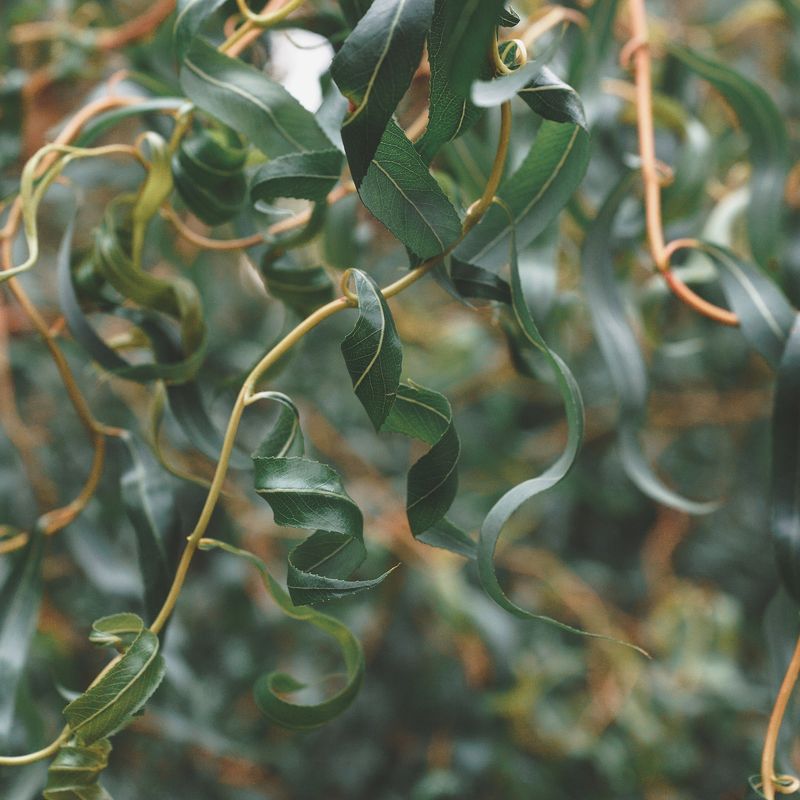 пачка осениphoto preview