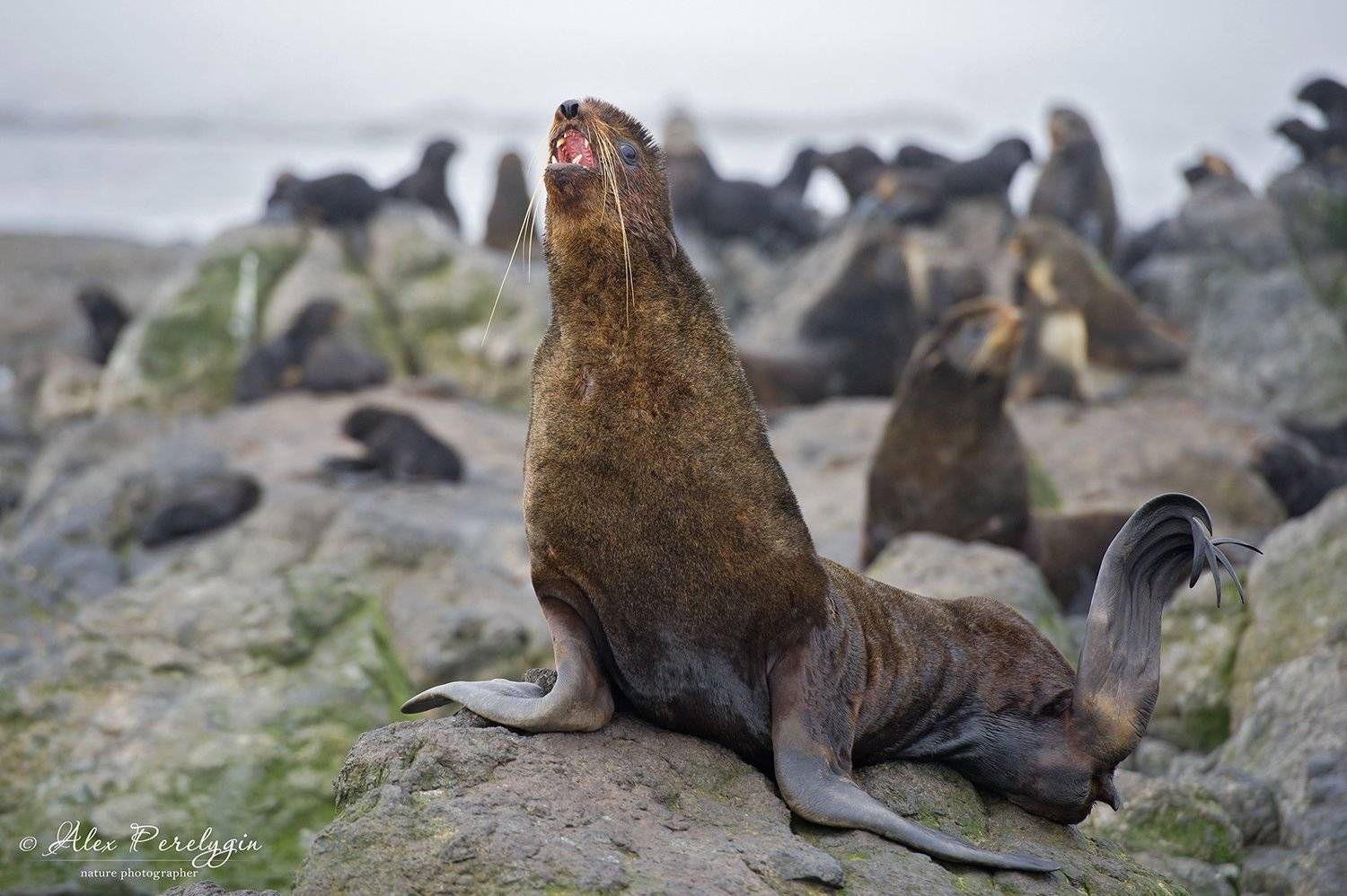 Северный морской котик. Автор: Алексей Перелыгин , Алексей Перелыгин