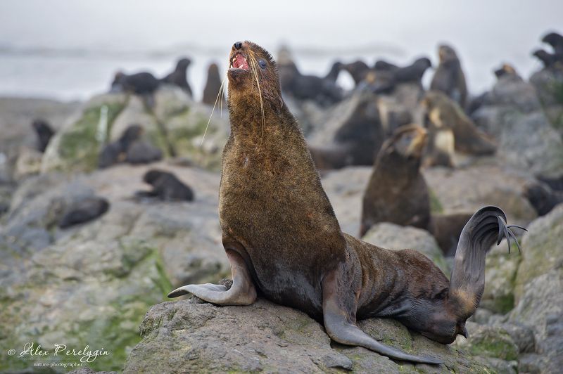 Северный морской котикphoto preview