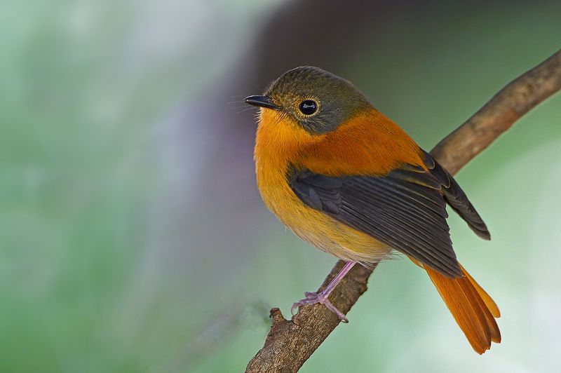 Ajith Everesterphoto preview